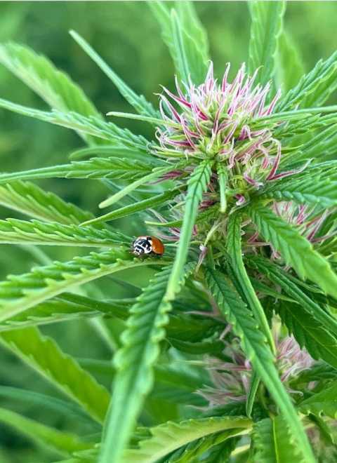 Screenshot 2022-12-29 at 21-59-50 My Tuscan Weed su Instagram 🥰🥰🥰 #marijuana #cannabis #weed #thc #cbd #weedporn #cannabiscommunity #420 #cannabisculture #smoke #kush #cannabislight #stoner #canapa #highlife #jo[...]